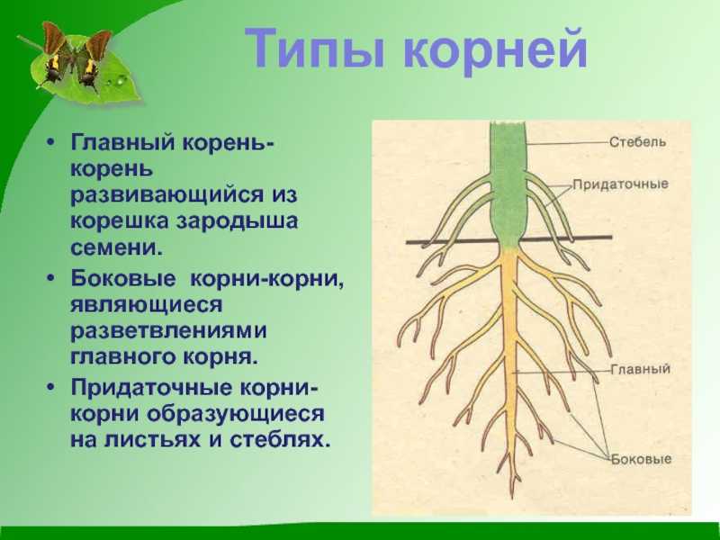 К какому классу относят растение корневая система которого показана на рисунке