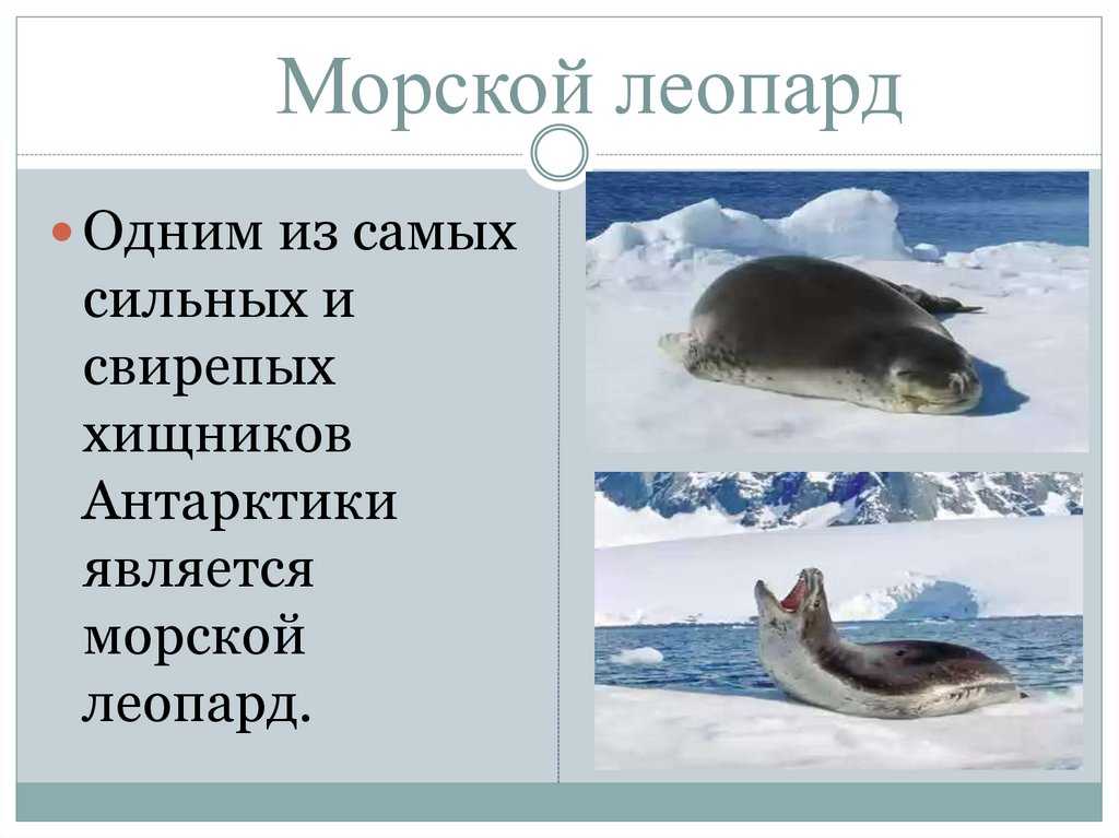 7 интересных фактов из жизни морских леопардов