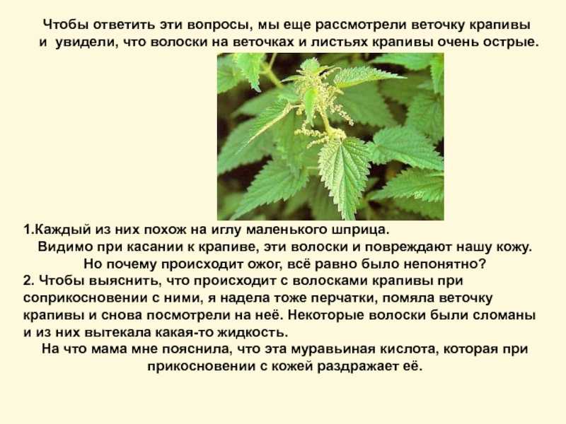 10 сорняков, которые нужно знать «в лицо». польза и вред. описание, фото — ботаничка
