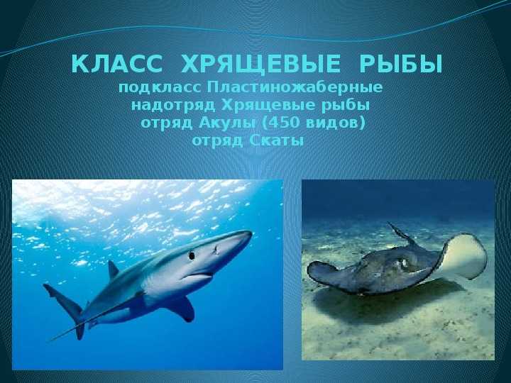 Алтайские горы — сообщение (4 класс окружающий мир) доклад
