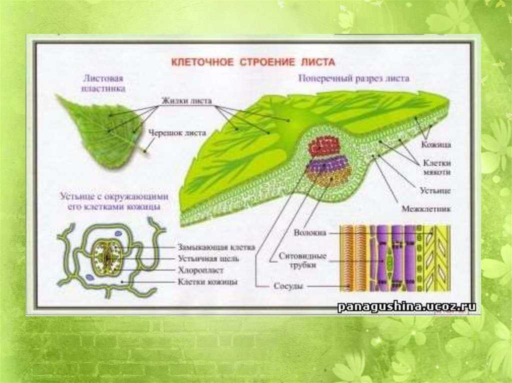 Строение листовой пластинки ткани. Ткани листа растения таблица. Схема внутреннего строения листа биология 6 класс. Ткань листовой пластинки таблица.