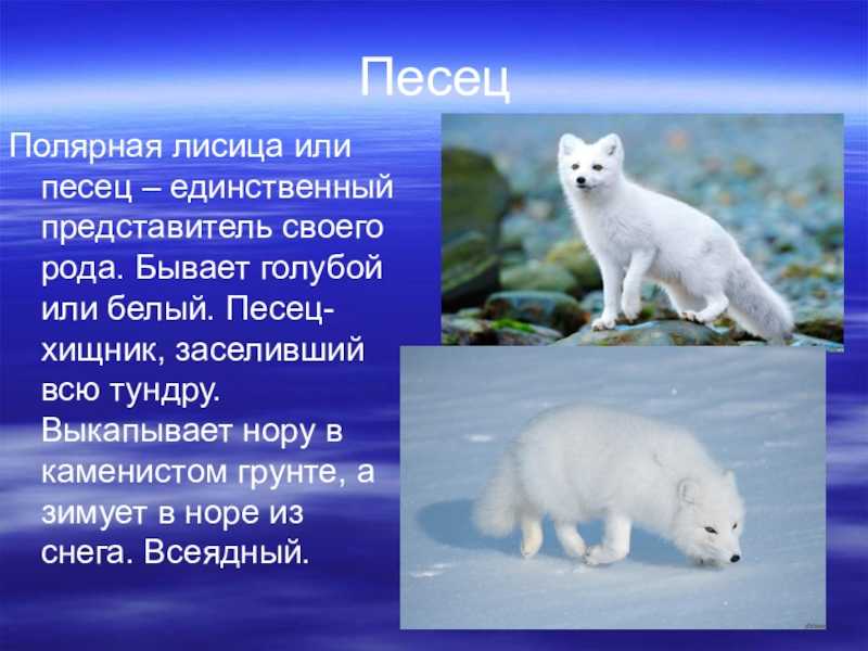 Небольшое со. Животные тундры песец рассказ. Песец доклад. Животные Арктики сообщение. Сообщение о животных Арктики.