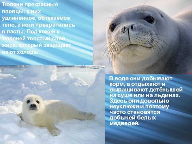 Животные арктики доклад сообщение