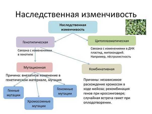 Тест изменчивость 9 класс с ответами (выберите, в перечне, разновидность …)