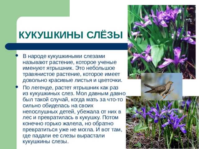 ​50 интересных фактов о кукушках