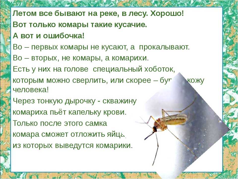 Ответы на вопрос комар - сообщение доклад