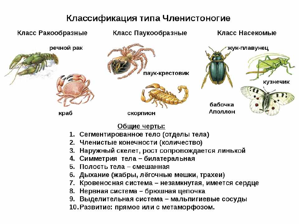 Доклад на тему паукообразные 7 класс сообщение