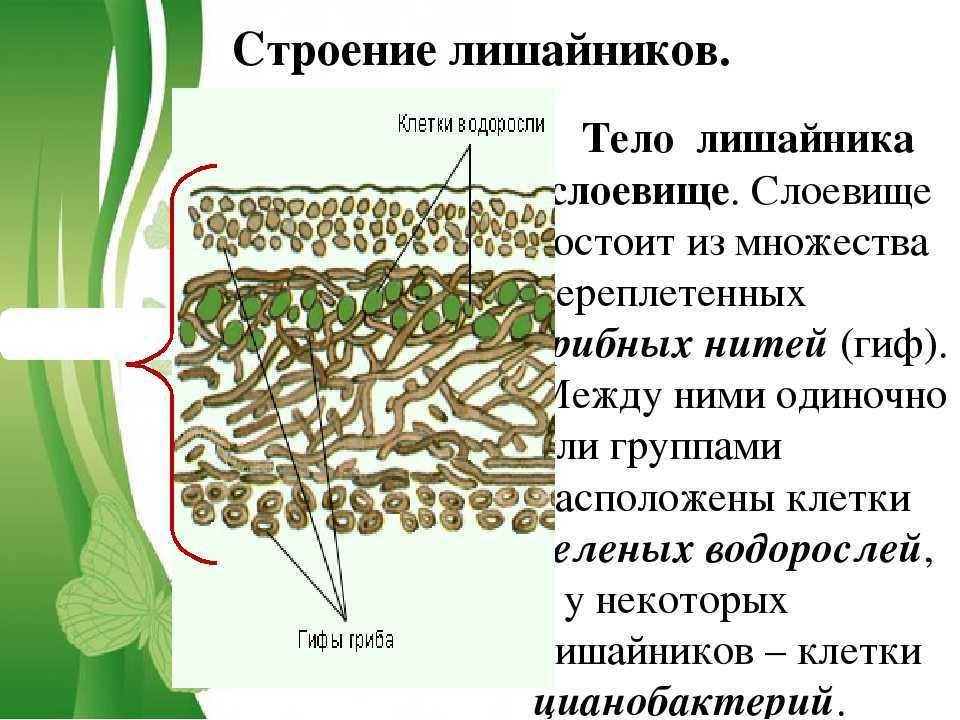 Тест по биологии группа лишайники 7 класс с ответами бесплатно на сто тестов