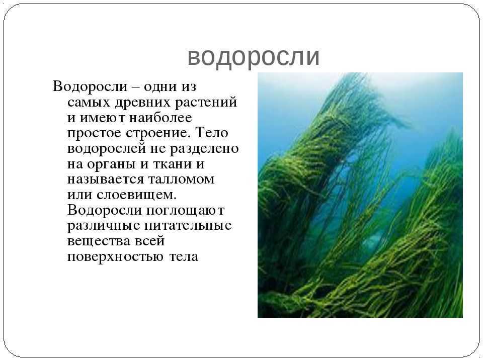 Водоросли. одноклеточные и многоклеточные водоросли.