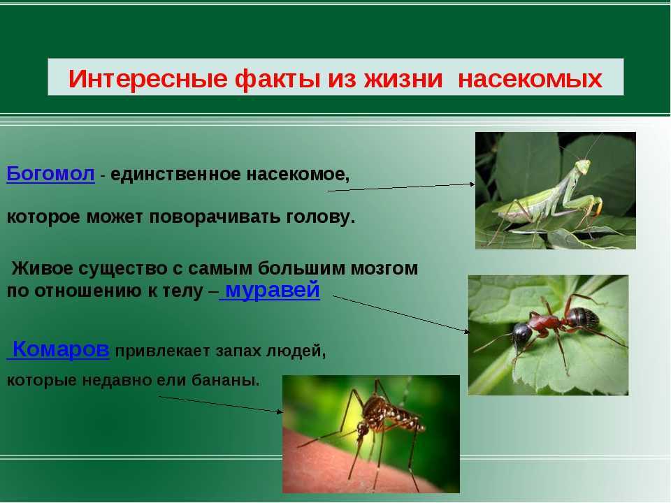 Краткий рассказ о кактусе - ogorodexp.ru