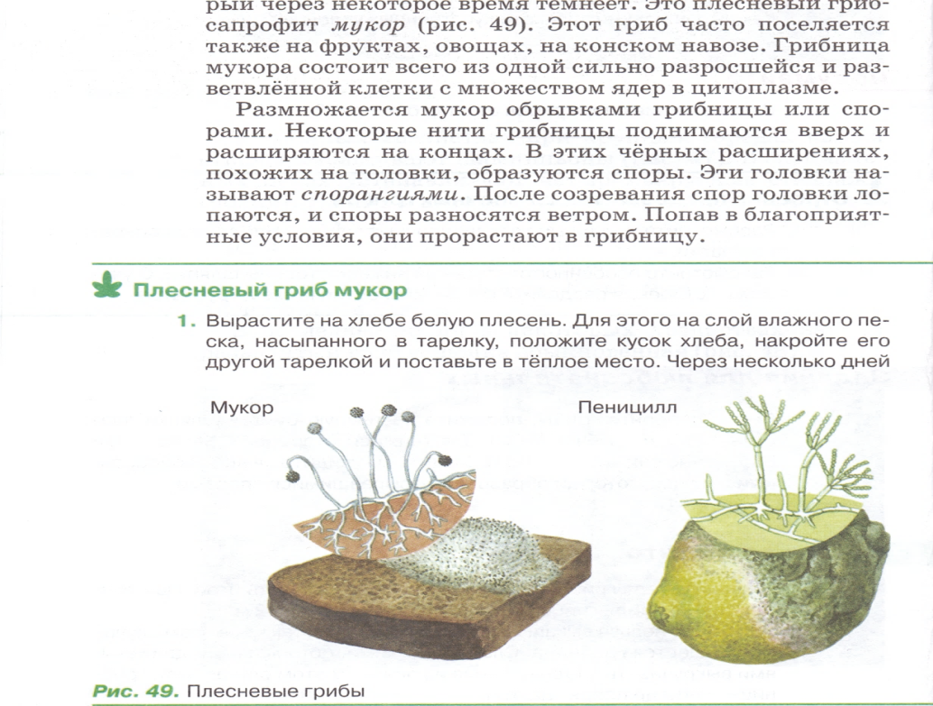 Тест по биологии грибы 5 класс