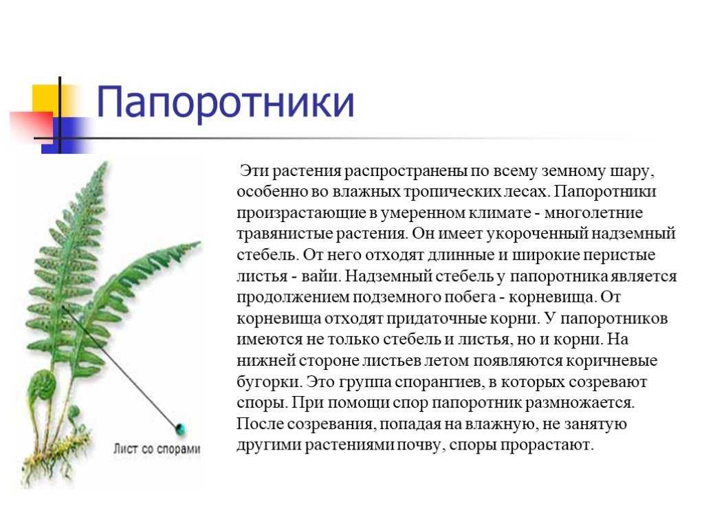 Папоротники - строение, развитие и размножение папоротникообразных, жизненный цикл и значение растений