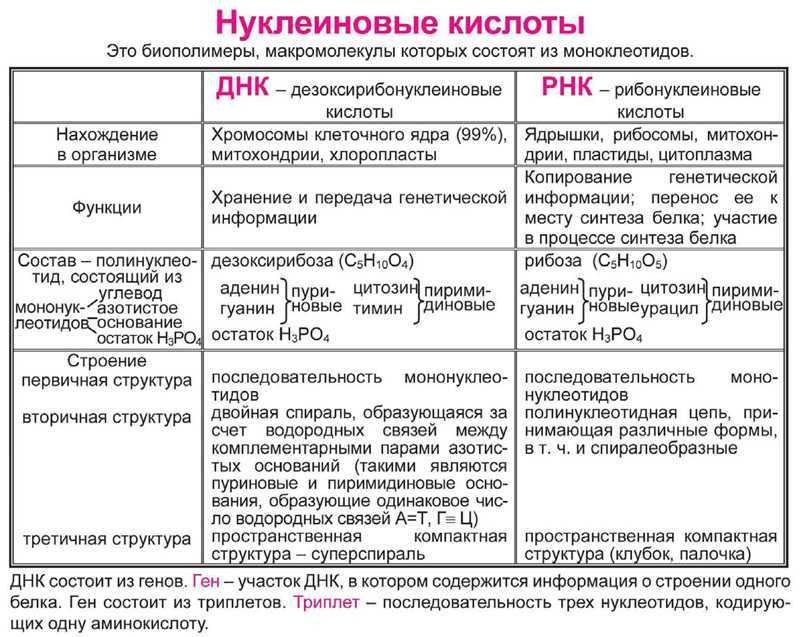 Тест по биологии химический состав клетки - белки, нуклеиновые кислоты и атф 10 класс