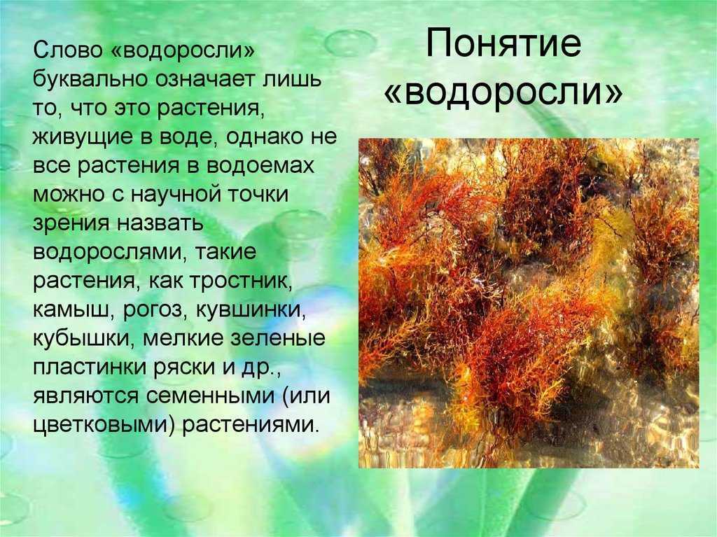 Общая характеристика водорослей
