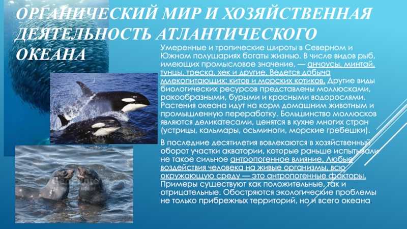 Доклад на тему атлантический океан