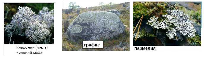 Лишайники, тест с ответами, 5 класс