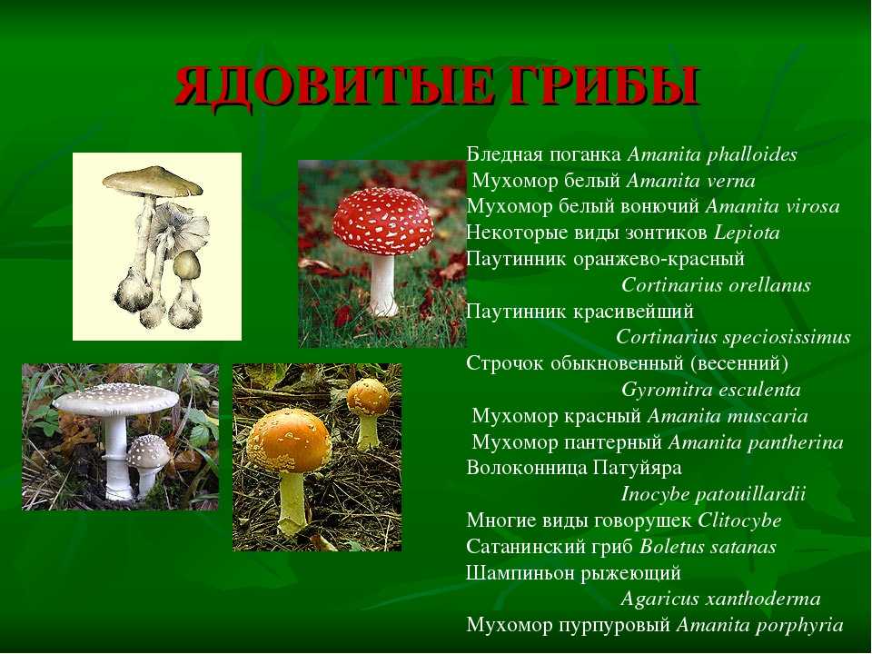 Доклад-сообщение о съедобных грибах — природа мира