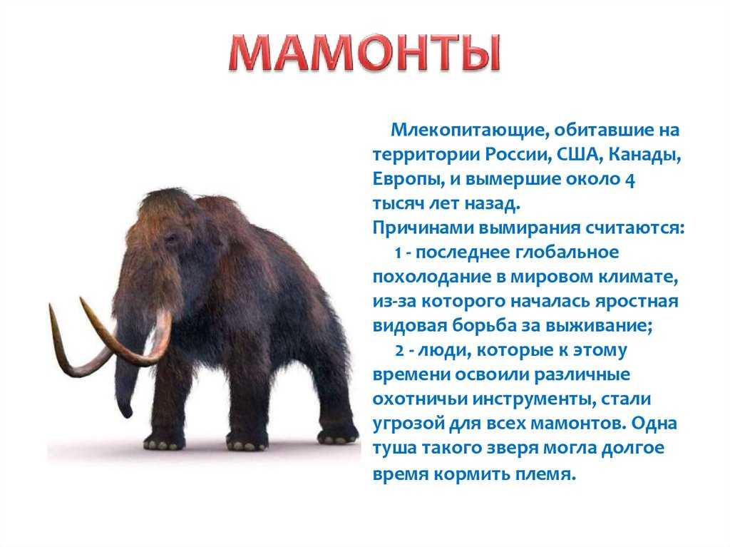 Темы докладов по истории 5 класс. доклад по истории россии 5 класс, о древних людях, о мамонтах, об архиологии