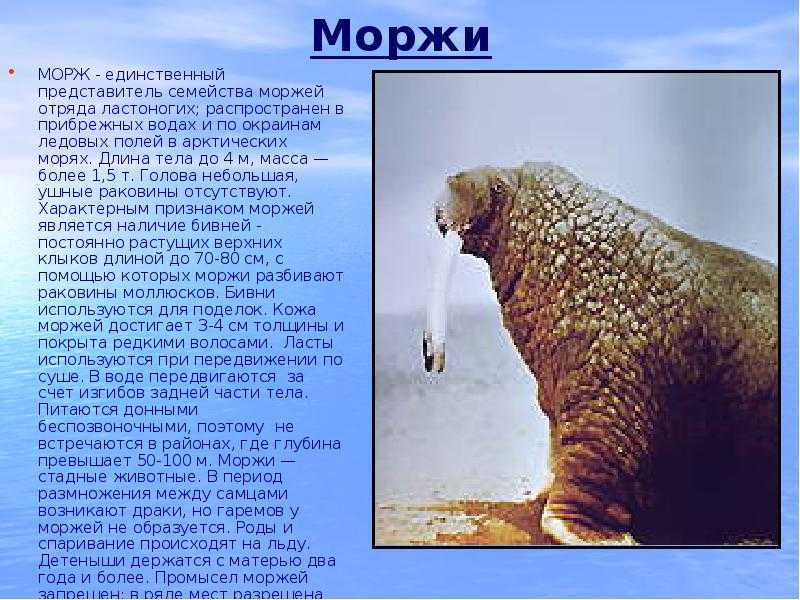 Тюлени, морские львы и моржи. морж и тюлень: сравнение внешности и силы