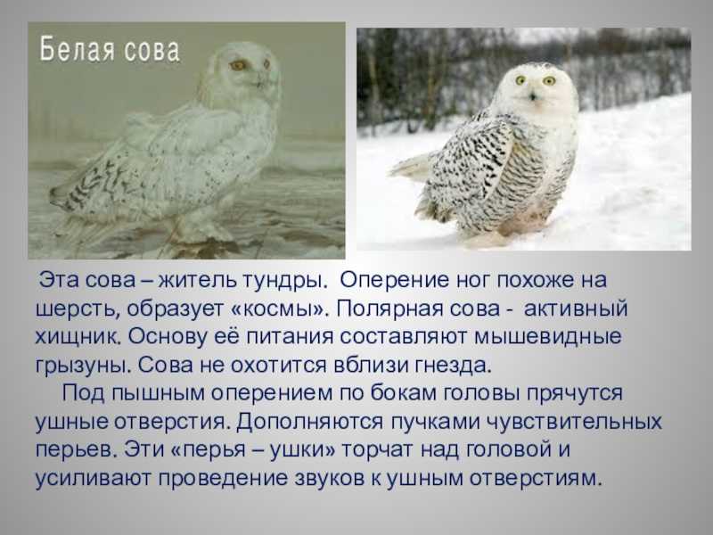 Полярная сова — облик, место обитания и интересные факты о птице