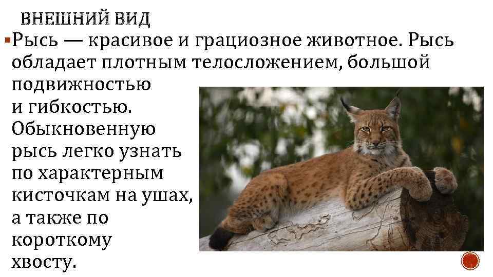 Доклад про рысь для детей 4 класса