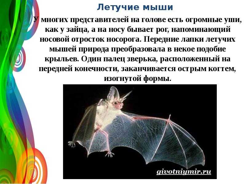 Летучая мышь животное. образ жизни и среда обитания летучей мыши | животный мир