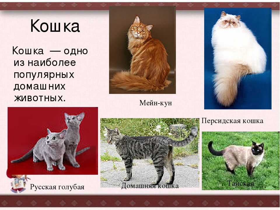 Описание кошки 5 класс русский язык. Кошка описание животного. Описание домашних животных. Описание домашнего животного кошки. Описание моей кошки.