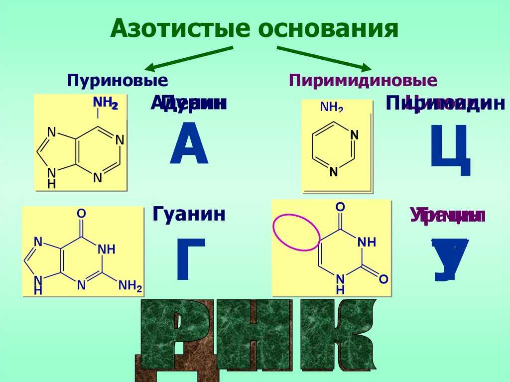 Всего 40 тестовых вопросов по теме Нуклеиновые кислоты с ответами Тесты для подготовки к контрольным и зачётным работам в школе по химии