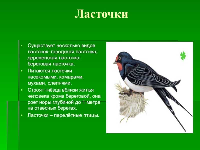 Описать птицу по плану окружающий мир 1 класс