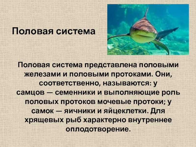 Ирбис (снежный барс) - сообщение доклад про редкое животное