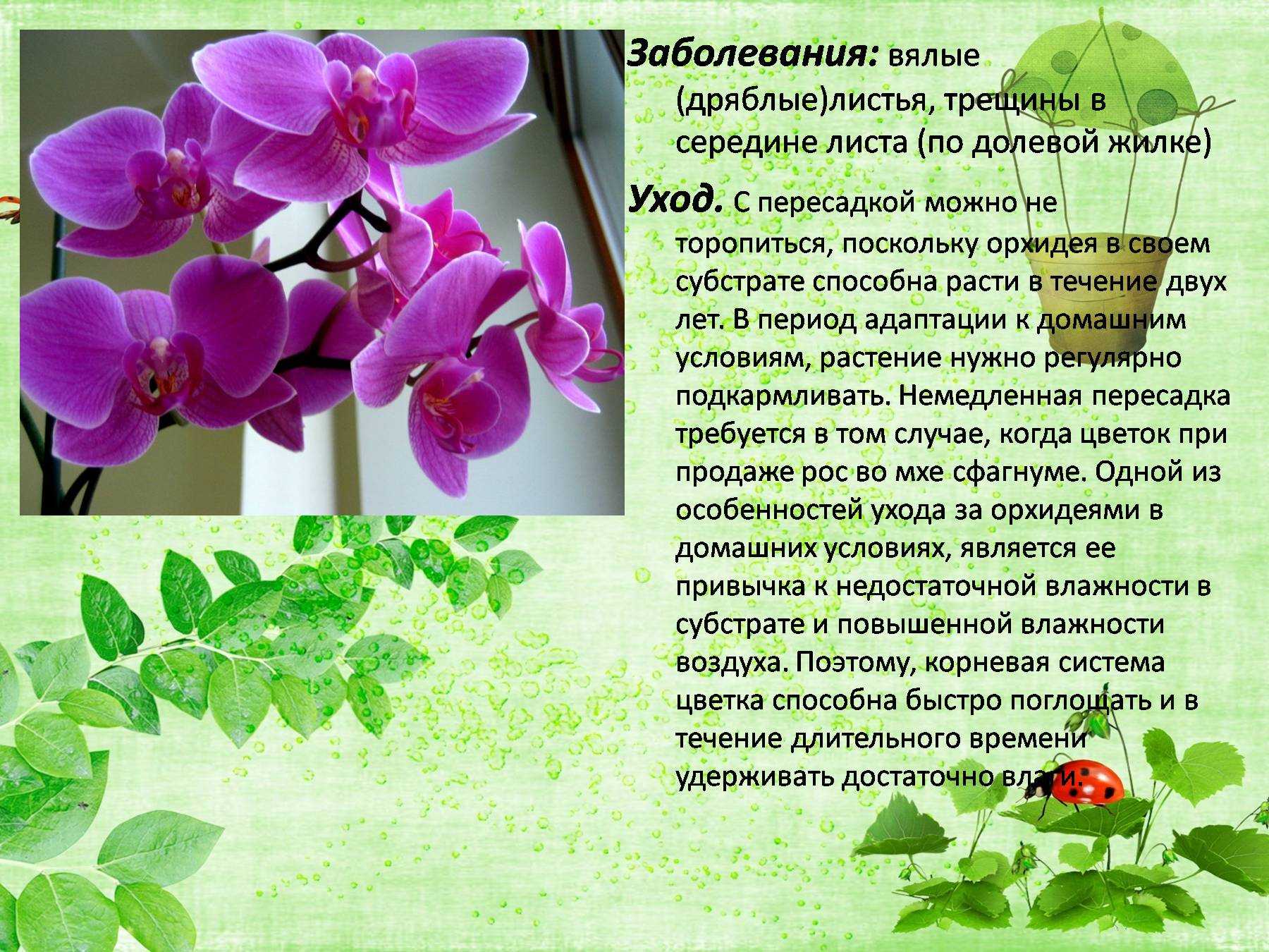 Комнатные растения и экология жилища. реферат. биология. 2009-01-12