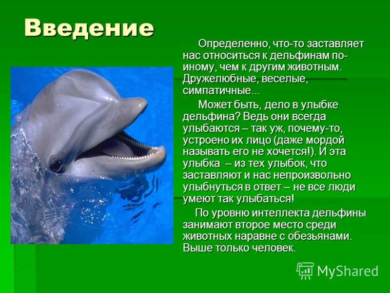 Дельфин относится к группе животных. Проект про дельфинов.