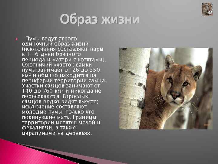 Пума - представитель семейства кошачьих, получивший название американского горного льва, обитает в Северной и Южной Америке, ведет одиночный образ жизни