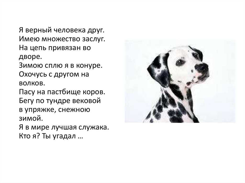 Сочинение на тему: «собака — друг человека» ✒️ рассуждение о бескорыстной дружбе между хозяином и питомцем, проблема взаимоотношений, аргументы и примеры