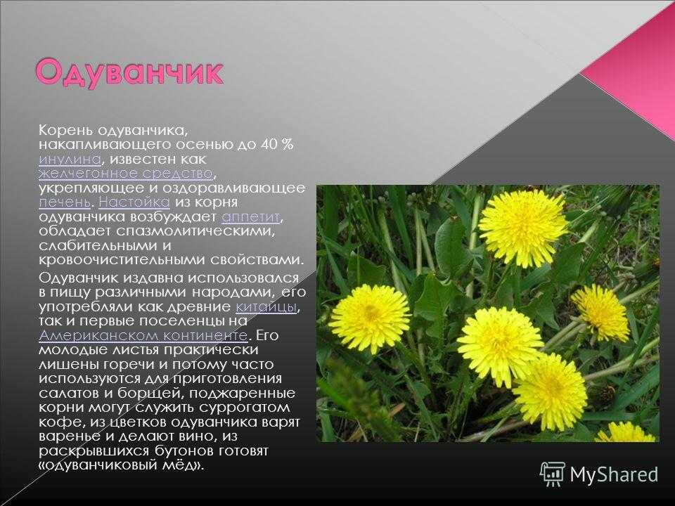 Пресмыкающиеся и земноводные – сравнительная таблица отличий и примеры кратко (2 класс, окружающий мир)