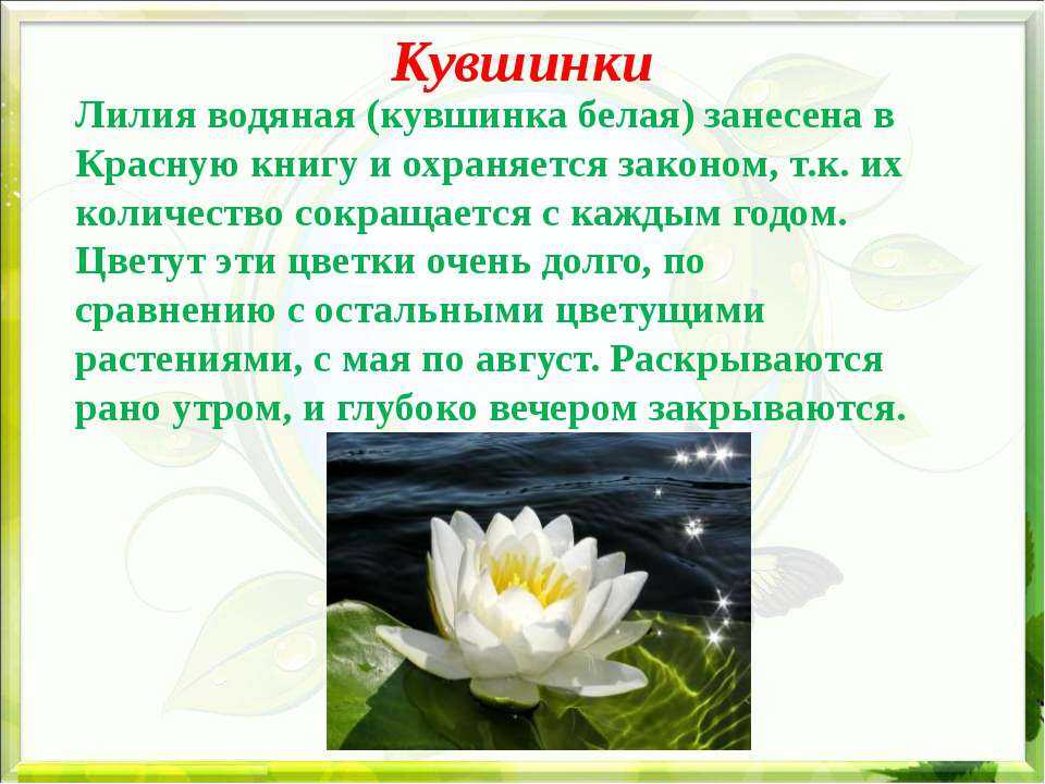 Тушканчик: внешний вид, фото, особенности, интересные факты, среда обитания
