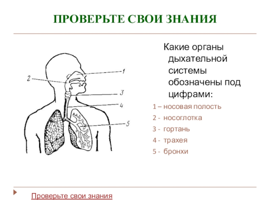 Соотнесите изображение органа дыхания с представителем класса. Схема строения органов дыхания. Система органов дыхания 8 класс биология. Схема дыхательной системы человека 8 класс биология. Дыхательная система органов дыхания биология 8 класс.