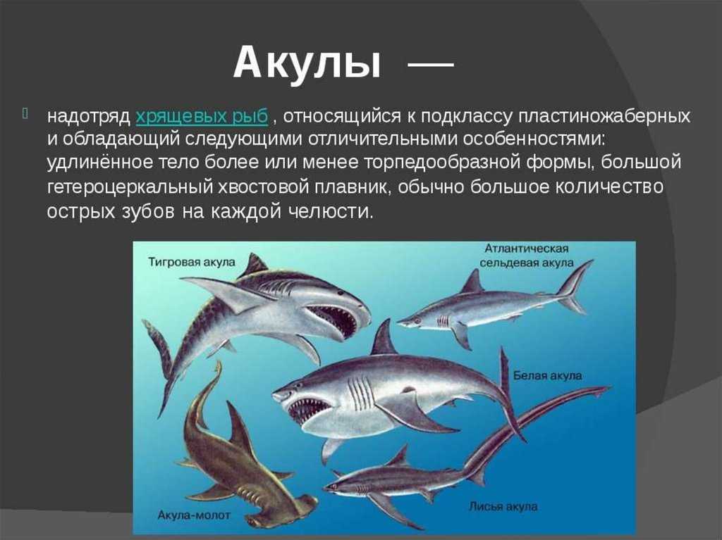Доклад-сообщение золотые горы алтая 4, 8 класс