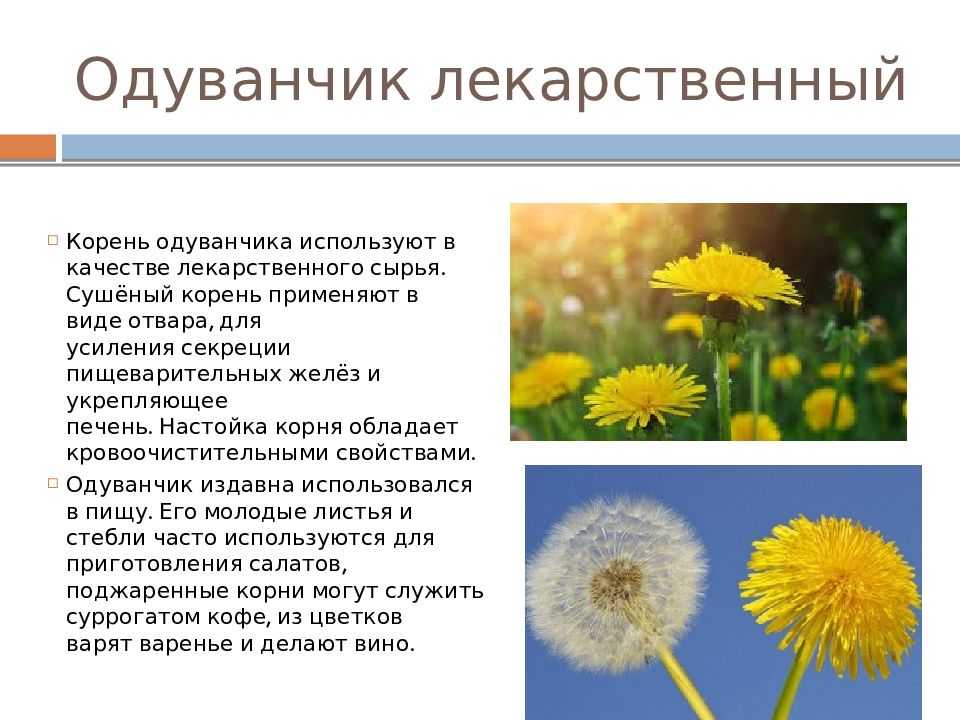 Фазиль абдулович искандер. подробная биография. читать онлайн