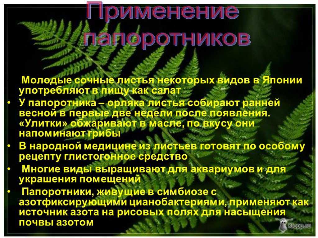 Ответы на вопрос папоротники - сообщение доклад (3, 5 класс биология окружающий мир)