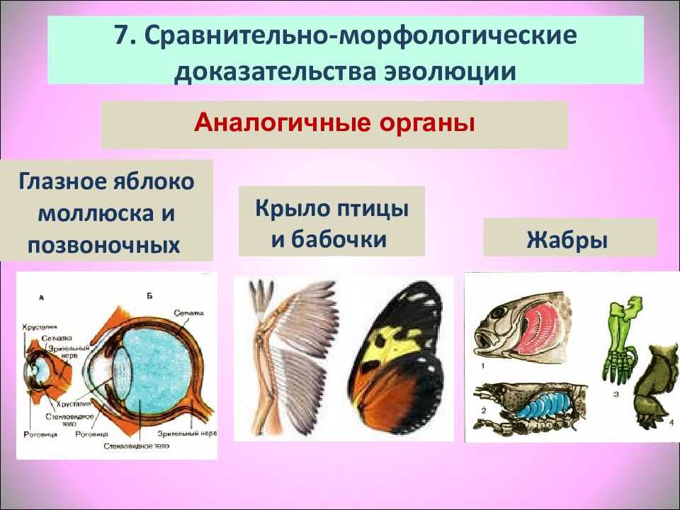 Тест по биологии развитие эволюционных идей. значение работ ж. бюффона, ж. б. ламарка, ч. дарвина. синтетическая теория эволюции 11 класс