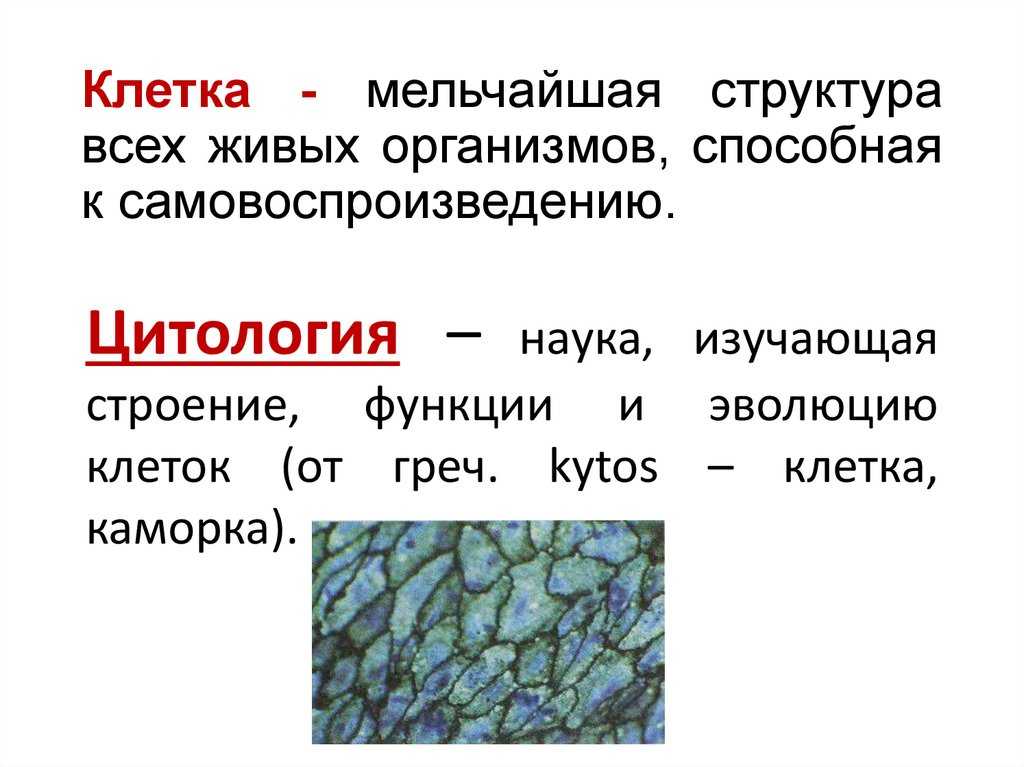 Тест по биологии клетка 9 класс