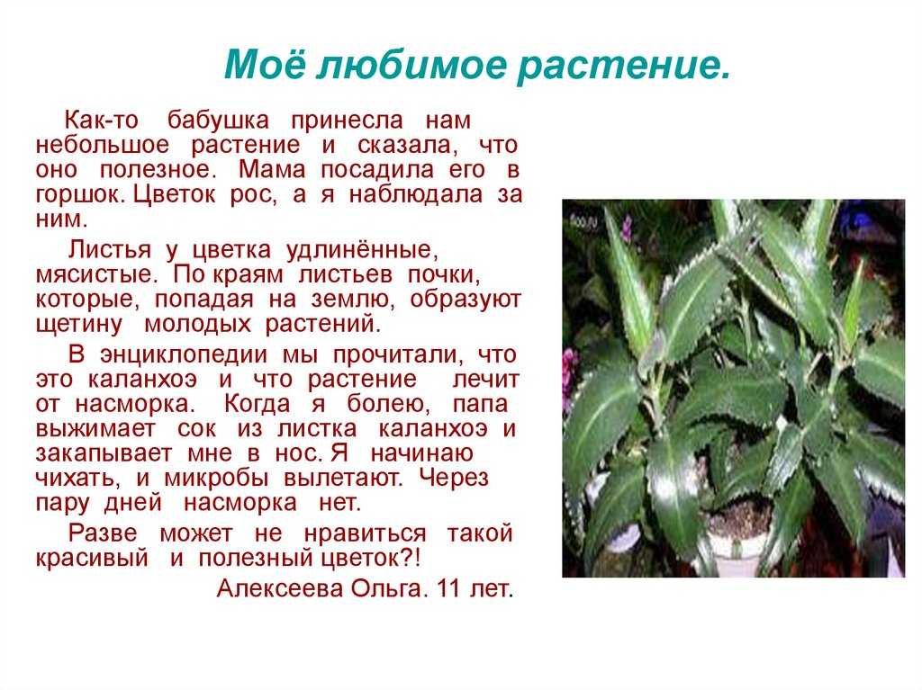 Оглянитесь вокруг Нас окружает прекрасный мир, в котором растет много прекрасных растений: подсолнухи, лилии тюльпаны, подорожник, одуванчик Каждая пора года прекрасна и привлекательна благодаря растениям и деревьям