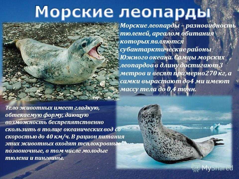 Какие животные обитают в антарктиде - виды, названия, описание и фото