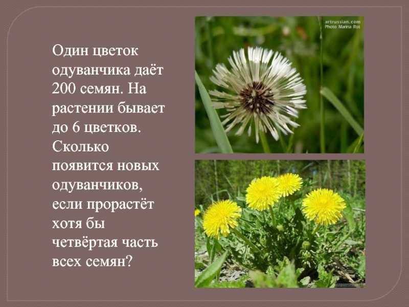 Доклад на тему лягушка