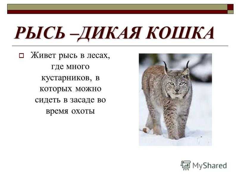 Рысь - сообщение доклад (2, 3, 4 класс окружающий мир)