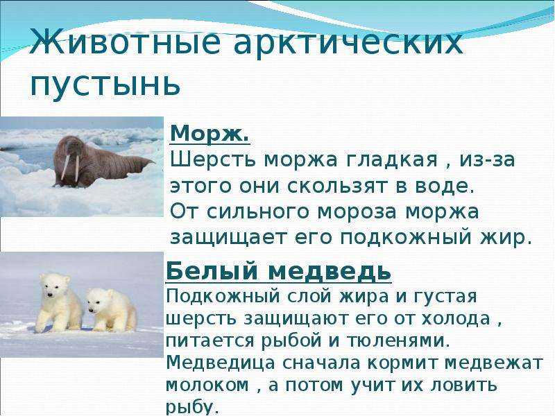 Животные арктики - сообщение доклад 4 класс. окружающий мир