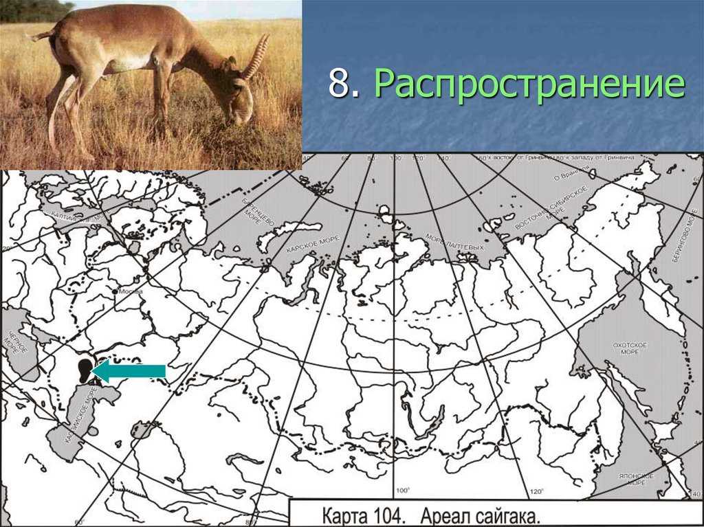 Где обитает сайгак в какой природной. Сайгак ареал обитания в России. Ареал обитания сайгака в России на карте. Антилопа ареал обитания в России. Изюбр ареал обитания.