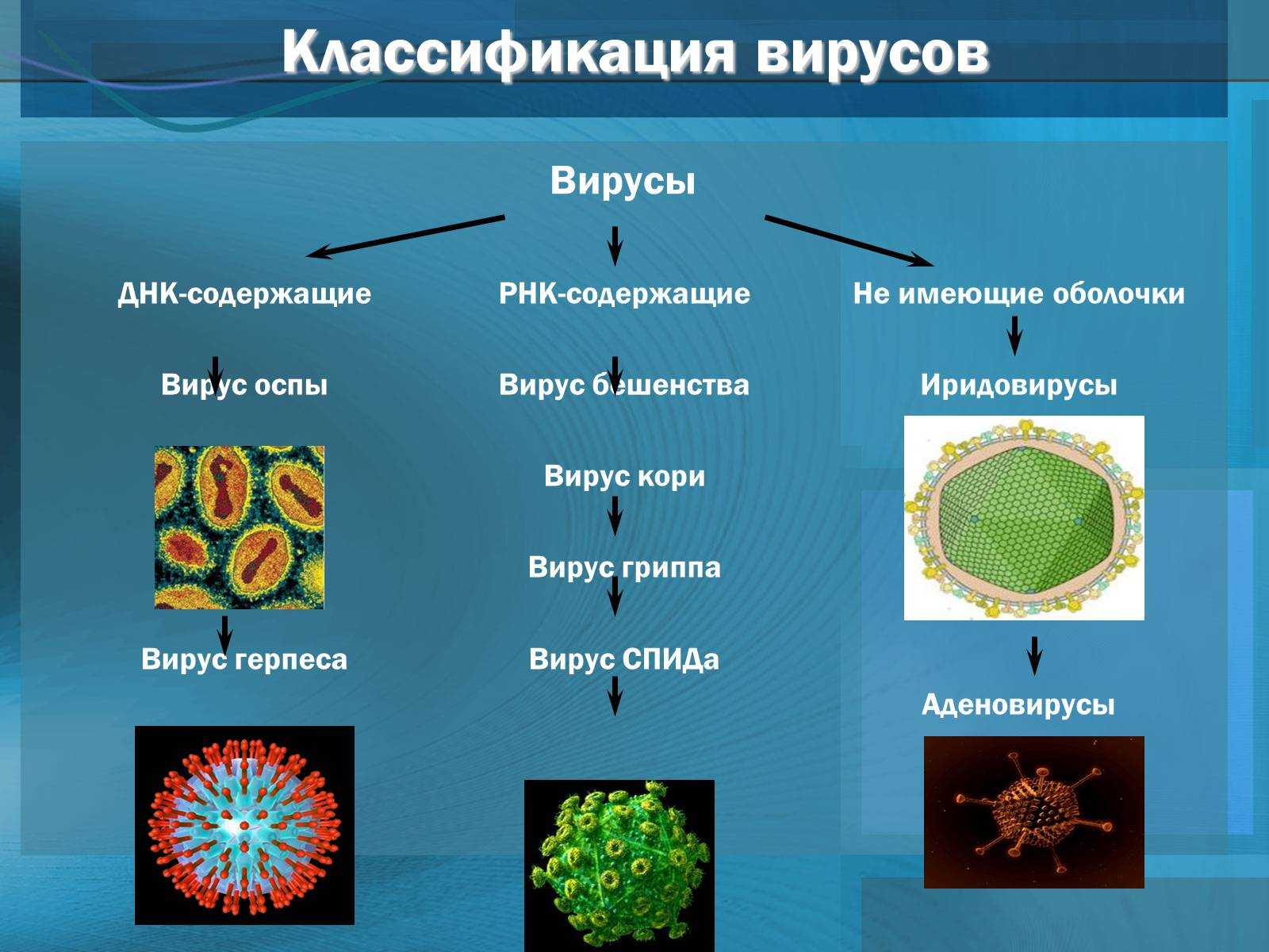 Презентация по биологии 10 класс вирусы