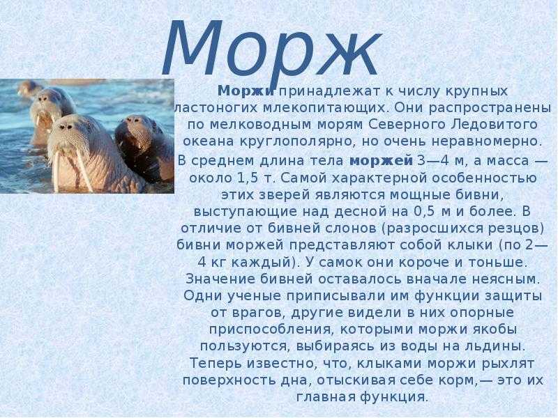 Удивительный мир океана